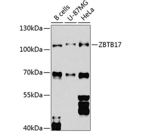 Western Blot - Anti-Miz1 Antibody (A16207) - Antibodies.com