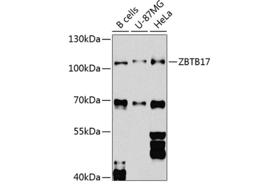 Western Blot - Anti-Miz1 Antibody (A16207) - Antibodies.com
