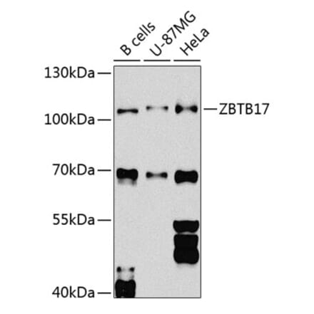 Western Blot - Anti-Miz1 Antibody (A16207) - Antibodies.com