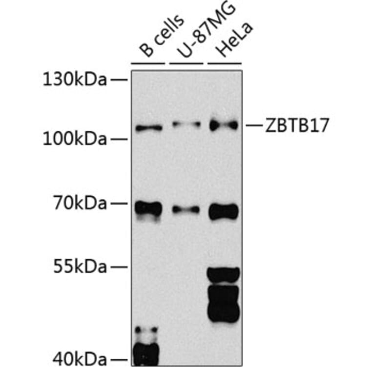 Western Blot - Anti-Miz1 Antibody (A16207) - Antibodies.com