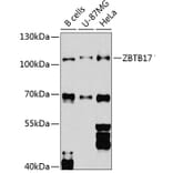 Western Blot - Anti-Miz1 Antibody (A16207) - Antibodies.com