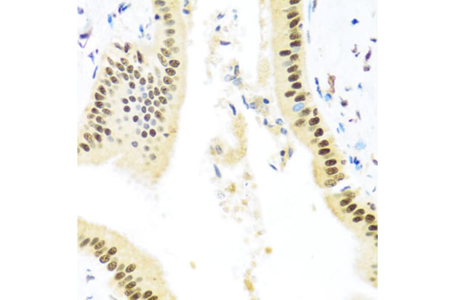 Immunohistochemistry - Anti-Miz1 Antibody (A16207) - Antibodies.com