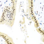 Immunohistochemistry - Anti-Miz1 Antibody (A16207) - Antibodies.com