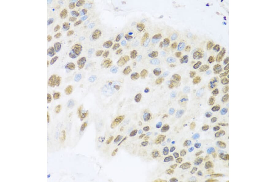 Immunohistochemistry - Anti-Miz1 Antibody (A16207) - Antibodies.com