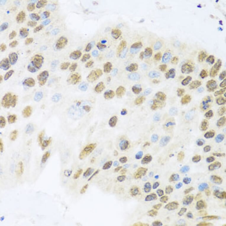 Immunohistochemistry - Anti-Miz1 Antibody (A16207) - Antibodies.com