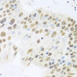 Immunohistochemistry - Anti-Miz1 Antibody (A16207) - Antibodies.com