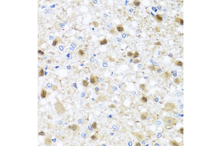 Immunohistochemistry - Anti-Miz1 Antibody (A16207) - Antibodies.com