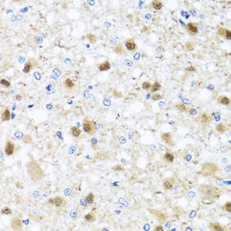 Immunohistochemistry - Anti-Miz1 Antibody (A16207) - Antibodies.com