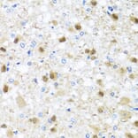 Immunohistochemistry - Anti-Miz1 Antibody (A16207) - Antibodies.com