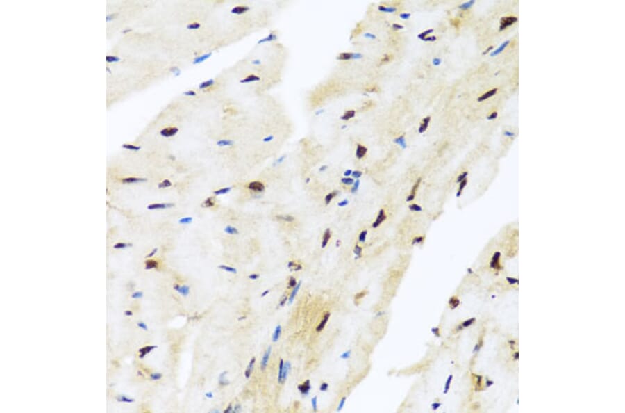 Immunohistochemistry - Anti-Miz1 Antibody (A16207) - Antibodies.com