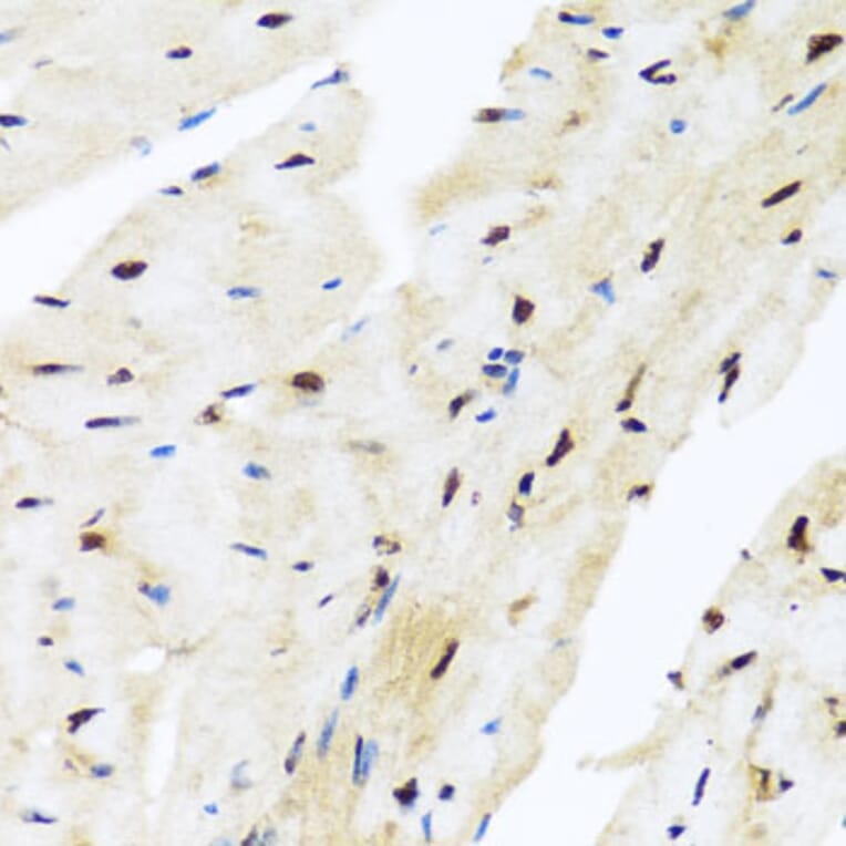 Immunohistochemistry - Anti-Miz1 Antibody (A16207) - Antibodies.com