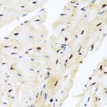 Immunohistochemistry - Anti-Miz1 Antibody (A16207) - Antibodies.com