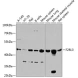 Western Blot - Anti-F2RL3 Antibody (A16208) - Antibodies.com