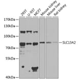 Western Blot - Anti-NaDC-1 Antibody (A16209) - Antibodies.com