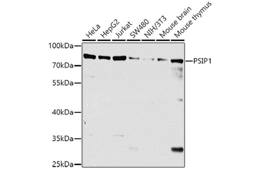 Western Blot - Anti-PSIP1 Antibody (A8483) - Antibodies.com