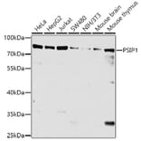 Western Blot - Anti-PSIP1 Antibody (A8483) - Antibodies.com
