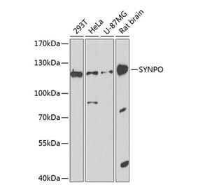 Western Blot - Anti-Synaptopodin Antibody (A16211) - Antibodies.com
