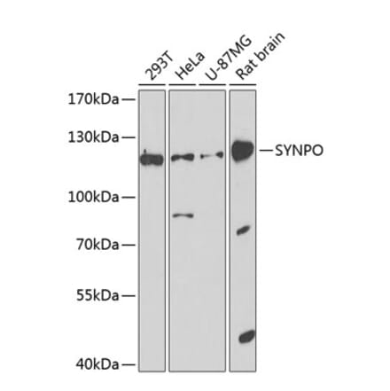 Western Blot - Anti-Synaptopodin Antibody (A16211) - Antibodies.com