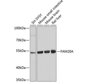 Western Blot - Anti-FAM20A Antibody (A16212) - Antibodies.com