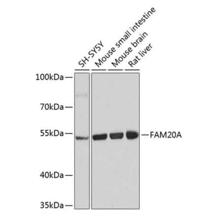 Western Blot - Anti-FAM20A Antibody (A16212) - Antibodies.com