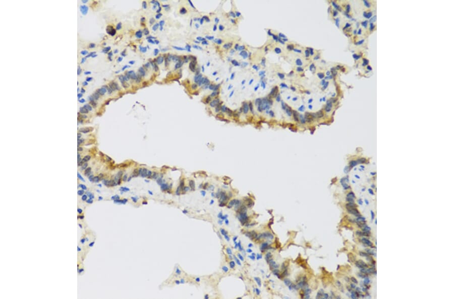 Immunohistochemistry - Anti-FAM20A Antibody (A16212) - Antibodies.com