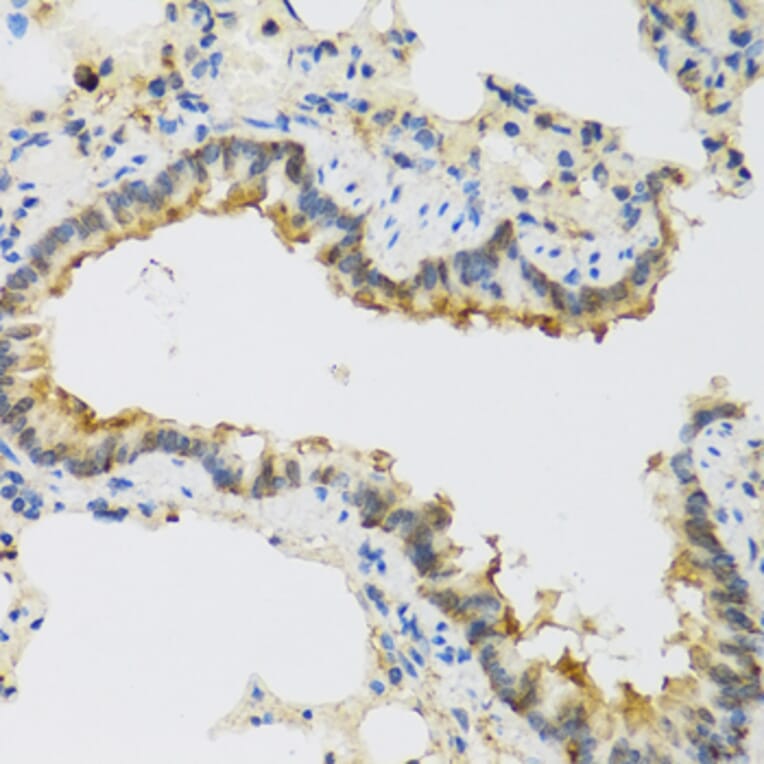 Immunohistochemistry - Anti-FAM20A Antibody (A16212) - Antibodies.com