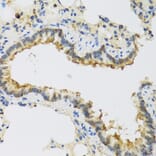 Immunohistochemistry - Anti-FAM20A Antibody (A16212) - Antibodies.com