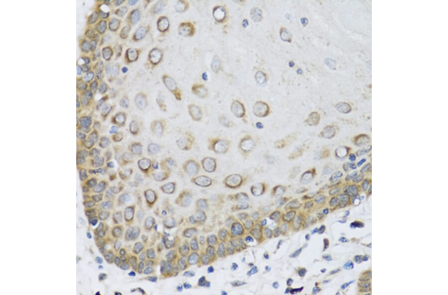 Immunohistochemistry - Anti-FAM20A Antibody (A16212) - Antibodies.com