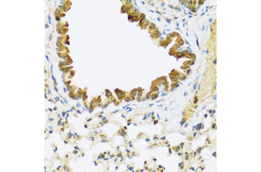 Immunohistochemistry - Anti-FAM20A Antibody (A16212) - Antibodies.com