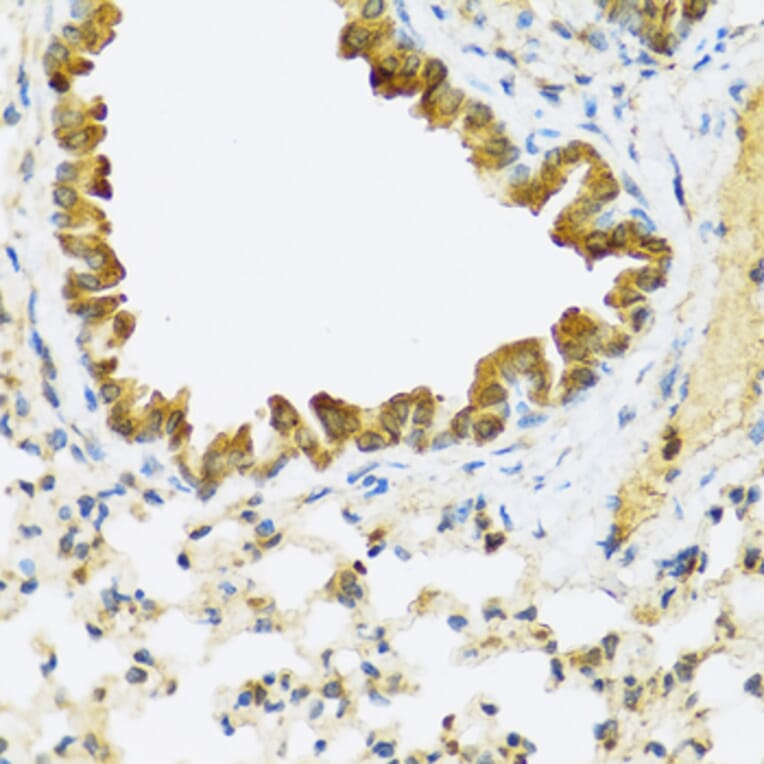 Immunohistochemistry - Anti-FAM20A Antibody (A16212) - Antibodies.com