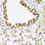 Immunohistochemistry - Anti-FAM20A Antibody (A16212) - Antibodies.com