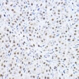 Immunohistochemistry - Anti-Smek1 Antibody (A16213) - Antibodies.com