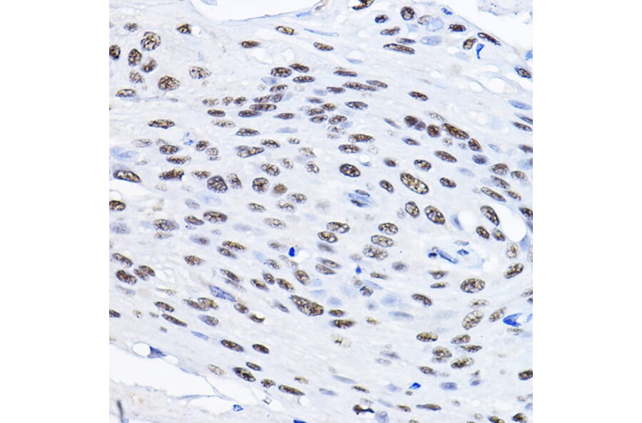 Immunohistochemistry - Anti-Smek1 Antibody (A16213) - Antibodies.com