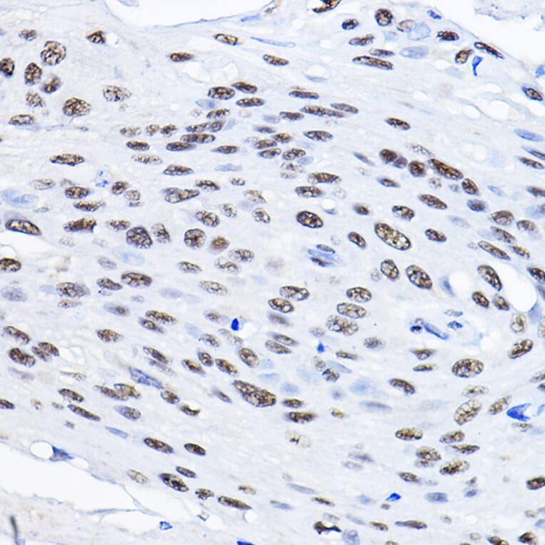 Immunohistochemistry - Anti-Smek1 Antibody (A16213) - Antibodies.com