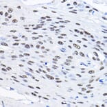Immunohistochemistry - Anti-Smek1 Antibody (A16213) - Antibodies.com
