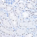 Immunohistochemistry - Anti-Smek1 Antibody (A16213) - Antibodies.com