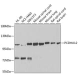 Western Blot - Anti-PCDHA12 Antibody (A16214) - Antibodies.com