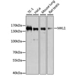 Western Blot - Anti-Mkl1/MRTFA Antibody (A16215) - Antibodies.com