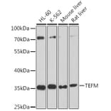 Western Blot - Anti-TEFM Antibody (A16217) - Antibodies.com