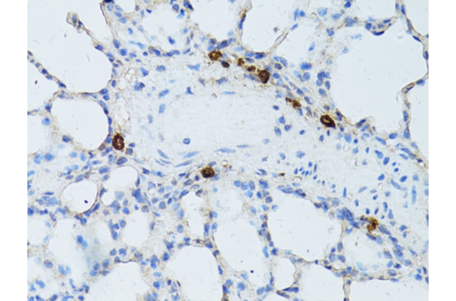 Immunohistochemistry - Anti-TEFM Antibody (A16217) - Antibodies.com