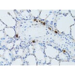 Immunohistochemistry - Anti-TEFM Antibody (A16217) - Antibodies.com