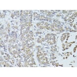 Immunohistochemistry - Anti-TEFM Antibody (A16217) - Antibodies.com