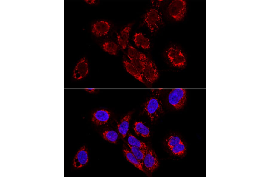 Immunofluorescence - Anti-TEFM Antibody (A16217) - Antibodies.com
