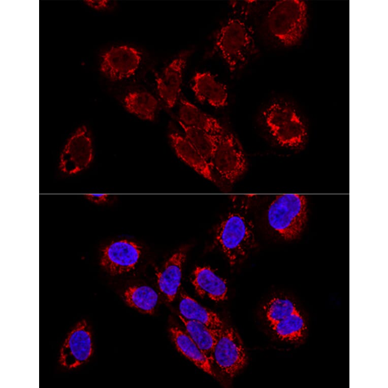Immunofluorescence - Anti-TEFM Antibody (A16217) - Antibodies.com
