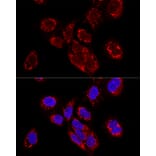 Immunofluorescence - Anti-TEFM Antibody (A16217) - Antibodies.com