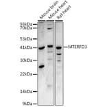 Western Blot - Anti-MTERFD3/MTERF2 Antibody (A16221) - Antibodies.com