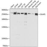 Western Blot - Anti-ch TOG Antibody (A16224) - Antibodies.com