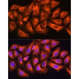 Immunofluorescence - Anti-ch TOG Antibody (A16224) - Antibodies.com