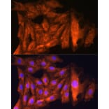 Immunofluorescence - Anti-ch TOG Antibody (A16224) - Antibodies.com