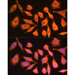 Immunofluorescence - Anti-ch TOG Antibody (A16224) - Antibodies.com